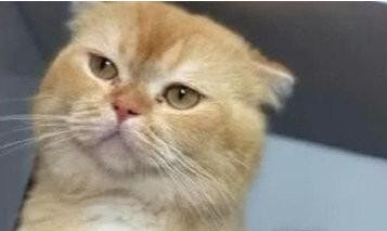 猫妈妈生了一窝小猫,却有一只长得太特别,猫妈的反应逗笑主人