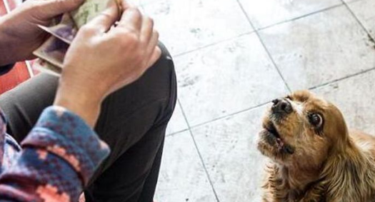 吃货狗狗每天拿一块钱，独自去买​零食回家，旁人直呼成精了!