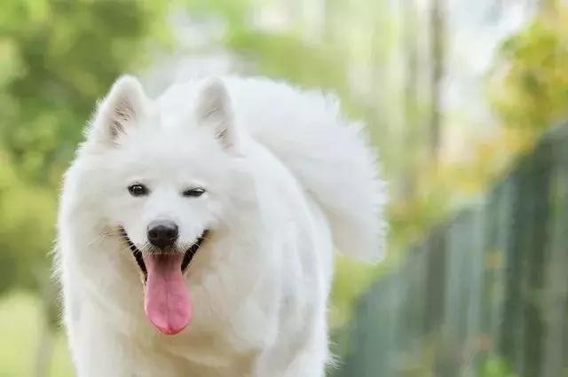 狗狗不仅犯错,还毫无悔意,当女子将电话给它时,下一秒让人笑喷