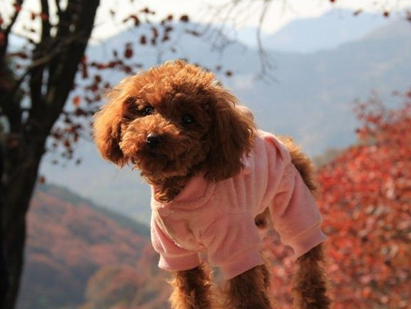 想知道护理泰迪犬毛发的正确方法?快来学习一下吧! 想知道护理泰迪犬毛发的正确方法?快来学习一下吧!