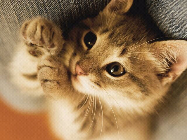 猫咪最近不怎么吃饭,主人好奇跟去一看:原来开小灶了啊 猫咪最近不怎么吃饭,主人好奇跟去一看:原来开小灶了啊