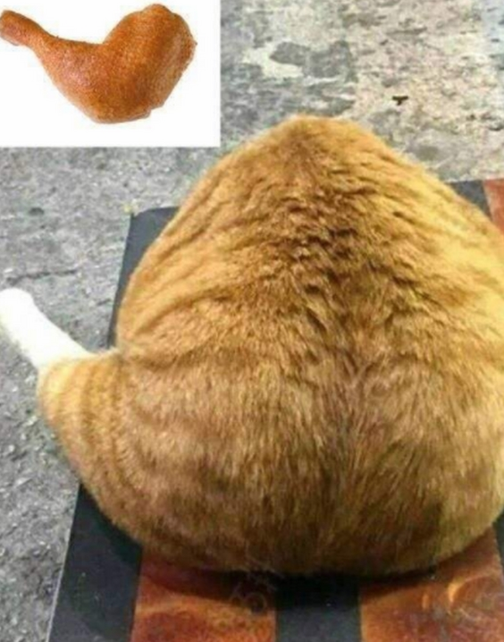 将橘猫送给奶奶养,再次去奶奶家时,发现一只“大鸡腿” 将橘猫送给奶奶养,再次去奶奶家时,发现一只“大鸡腿”
