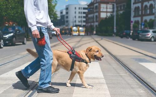 《神秘导盲犬》,警犬拉拉太委屈了,如何化解不被信任的危机? 《神秘导盲犬》,警犬拉拉太委屈了,如何化解不被信任的危机?