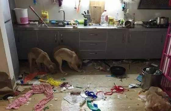 金毛意外怀孕生下一窝小奶狗，主人刚开始很高兴，后面是真的忧伤