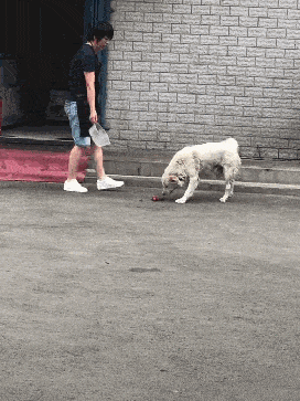 为了生存,流浪狗都学会了哪些技能? 为了生存,流浪狗都学会了哪些技能?
