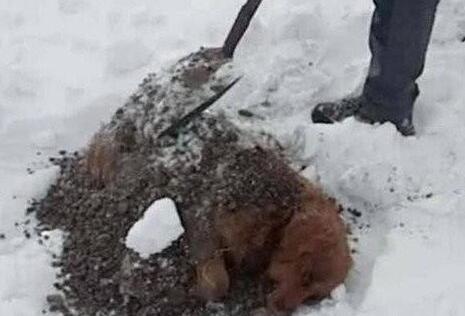 金毛知道自己大限将至,在冰天雪夜里离开家,主人找到时悲痛欲绝 金毛知道自己大限将至,在冰天雪夜里离开家,主人找到时悲痛欲绝
