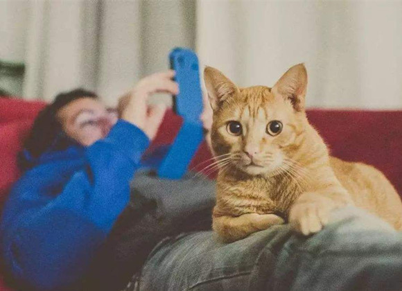尴了个大尬，堂堂喵星人竟然认错主子了！猫咪：打扰了……