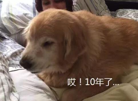 10岁金毛趴在被子上不动，主人一脸委屈地看着男主人