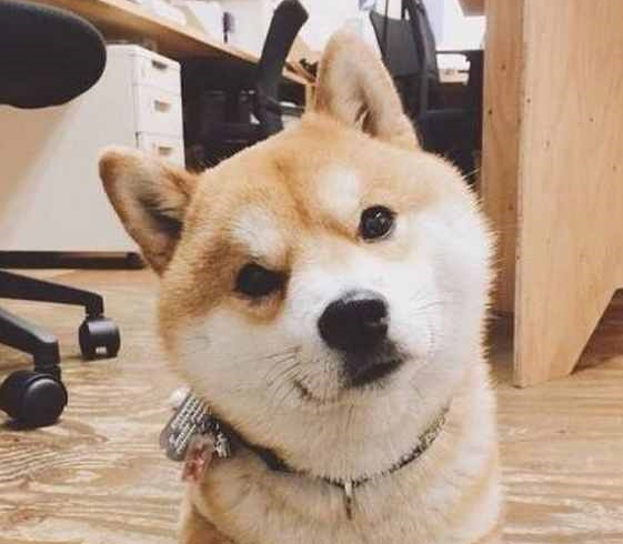 小柴犬拆家被主人罚站,主人准备暴打它一顿,下一秒网友爆笑不已 小柴犬拆家被主人罚站,主人准备暴打它一顿,下一秒网友爆笑不已