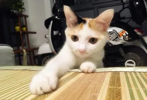 家里的猫粮消耗量异常变大,暗中调查有了结果:还学会“包养”了 家里的猫粮消耗量异常变大,暗中调查有了结果:还学会“包养”了