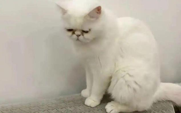 3只小猫核酸阳性，要被“安乐死”，铲屎官求助：它们是我的命！