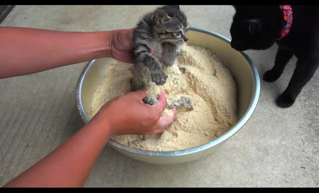 主人给猫全身涂满米糠粉,还以为要下油锅,猫:隔壁小孩都馋哭了 主人给猫全身涂满米糠粉,还以为要下油锅,猫:隔壁小孩都馋哭了