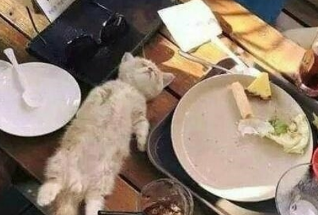 小奶猫吃饱后躺餐桌睡觉，一群人围观拍照，四脚朝天的模样太萌了