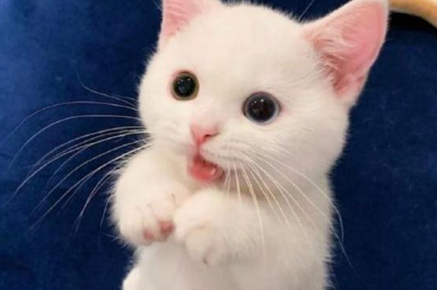 一只白色的小奶猫，因高颜值火遍全网，网友：此猫只因天上有！