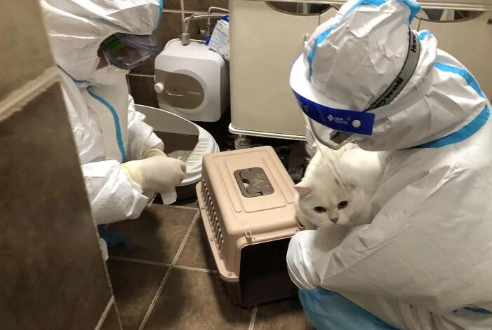 主人被隔离猫咪咋办?防疫人员当起“铲屎官”,还给它送罐头测核酸 主人被隔离猫咪咋办?防疫人员当起“铲屎官”,还给它送罐头测核酸