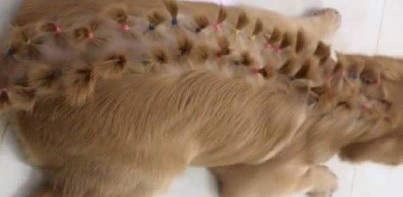 妈妈担心女儿和金毛单独在家，回家一看狂笑不止，网友：好手艺