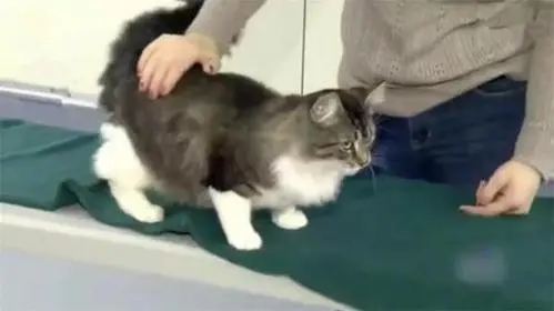 猫咪突破安检上车,被抓后小碎步过于搞笑:我不能回乡探亲?