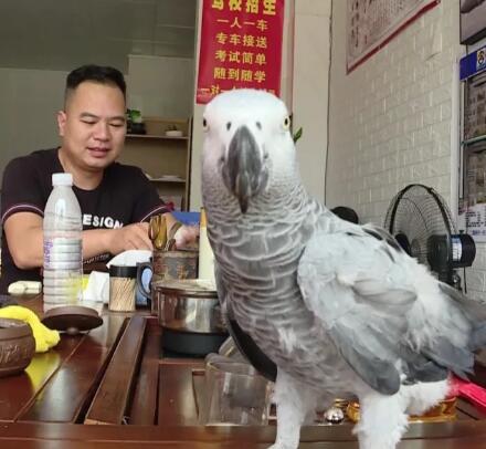 “霸王鸟”到家喝茶吃瓜子还不走，原来它大有来头