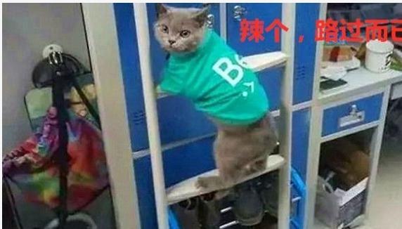 妹子在寝室养猫，宿管阿姨突袭查房，结果被喵策反了！