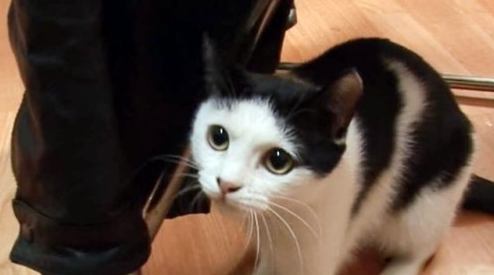 不知主人已离世,猫咪拒绝进食,每天守在门口等主人回家