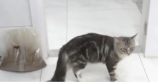 花3500元买的猫,不到一周就死亡!换了三次还出问题......