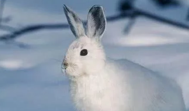 虎皮黄兔漂亮吗,虎皮黄兔子能长多大,虎皮黄兔多少钱一只