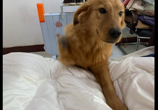 残疾金毛为留在恩人身边，竟把护照撕得粉碎：看你还怎么送我走