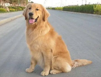 狗只吃素食会不会死 | 金毛犬主人全家只吃素食，竟要求金毛也吃素，最终竟被饿死！