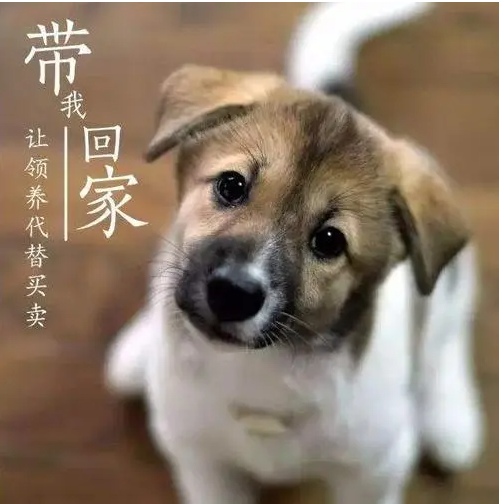 救助流浪狗一年后的感受 | 收养流浪狗一年，它给我的感动一波接一波！