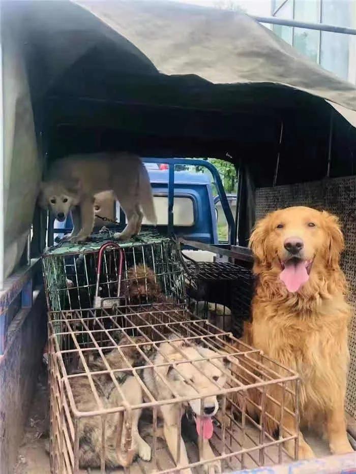 城市该如何文明养犬?宜宾人的“焦点”和“碰撞”在这些 城市该如何文明养犬?宜宾人的“焦点”和“碰撞”在这些