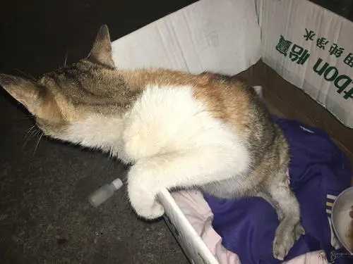 小猫被救后萌哭众人，女子却要将它送养。