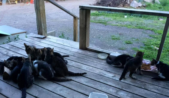 前屋主遗弃20多只猫，新主人本不爱猫，却因这件事留下它们...