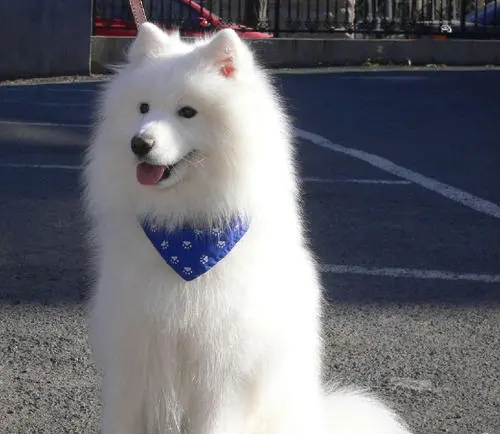 爱犬意外走失,主人找遍全城,23天后发现了它 爱犬意外走失,主人找遍全城,23天后发现了它
