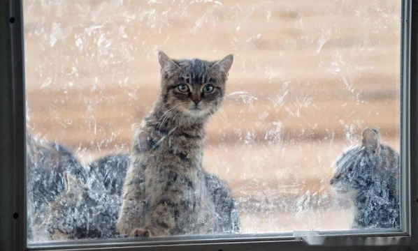前屋主遗弃20多只猫,新主人本不爱猫,却因这件事留下它们... 前屋主遗弃20多只猫,新主人本不爱猫,却因这件事留下它们...