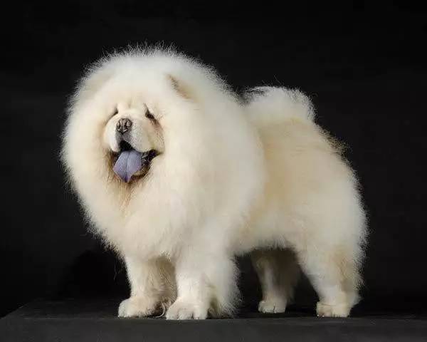 毛色稀有的帅气松狮犬,侧脸看是霸气小狮子,实际超可爱