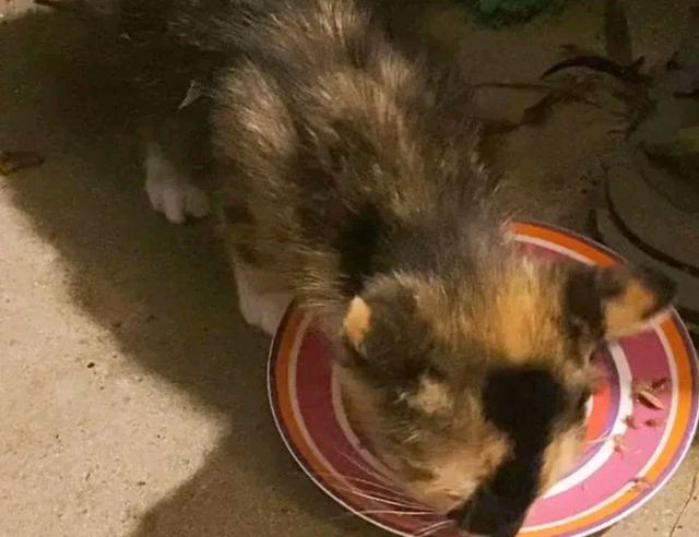 流浪猫妈带娃挨家挨户讨食物,两只小猫很健康,猫妈却饿坏身体 流浪猫妈带娃挨家挨户讨食物,两只小猫很健康,猫妈却饿坏身体