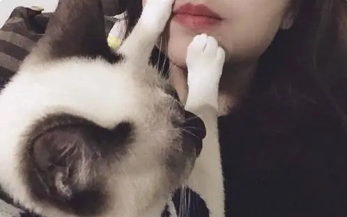 我们的爱情,始于一只猫,当爱情走了,它也销声匿迹