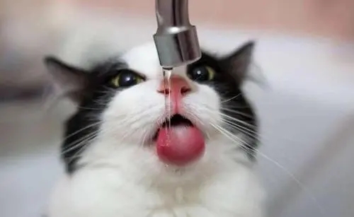 观察我家猫咪喝了一周的马桶水后,我发现了一个大秘密 观察我家猫咪喝了一周的马桶水后,我发现了一个大秘密