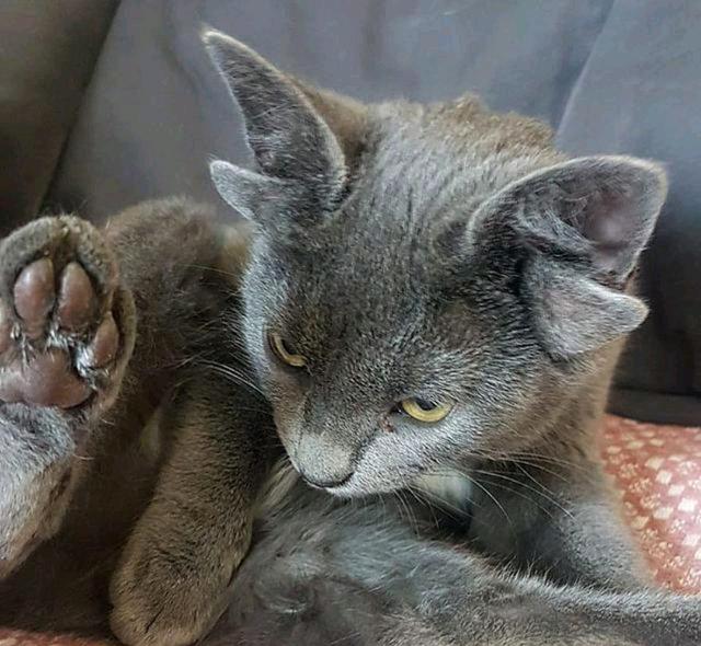 蓝猫因天生“四耳”遭弃,女子觉得它可爱收养,却意外收获网红猫 蓝猫因天生“四耳”遭弃,女子觉得它可爱收养,却意外收获网红猫