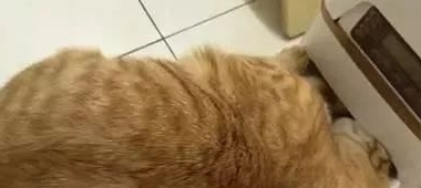 买自动喂食器后，橘猫把喂食器都要抠坏了，主人：你胃是无底洞吗