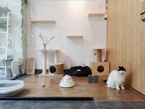 “把猫咪送给朋友养，猫咪逃跑了”，猫咪被遗弃会很难过