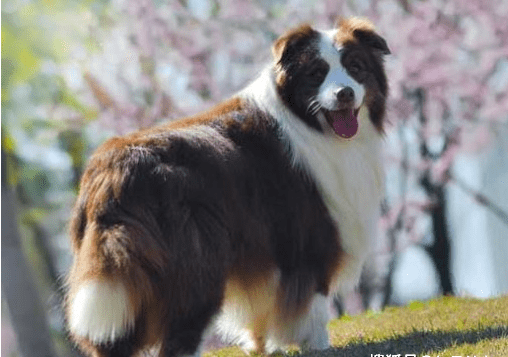 边牧犬全身被砍数十刀,伤口触目惊心,太残忍了! 边牧犬全身被砍数十刀,伤口触目惊心,太残忍了!