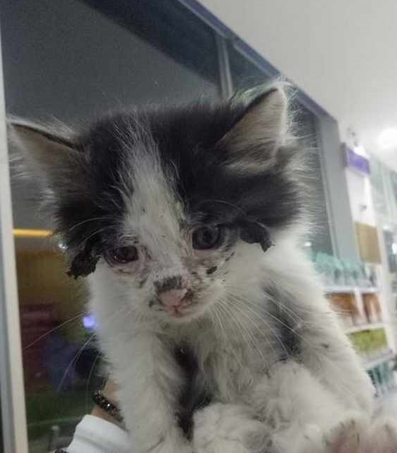 女子捡到一只流浪猫,几个月后却让她惊喜!猫咪:我本来就很美 女子捡到一只流浪猫,几个月后却让她惊喜!猫咪:我本来就很美