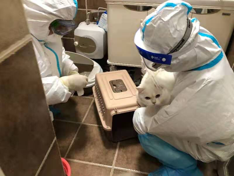 主人被隔离 成都“铲屎官”上门给萌宠喵喵测核酸 主人被隔离 成都“铲屎官”上门给萌宠喵喵测核酸