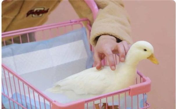 身价不菲的柯尔鸭真有那么难养吗?看完这些你就知道了 身价不菲的柯尔鸭真有那么难养吗?看完这些你就知道了