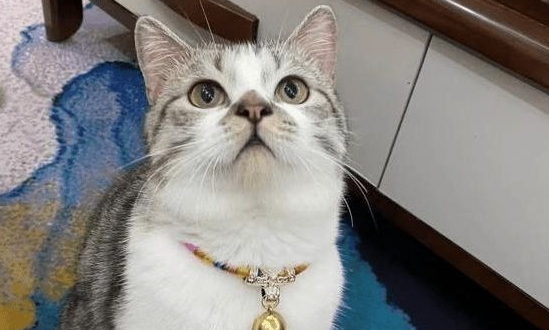 一男子假装领养猫咪，实则将其当成发泄对象，虐至重伤奄奄一息！