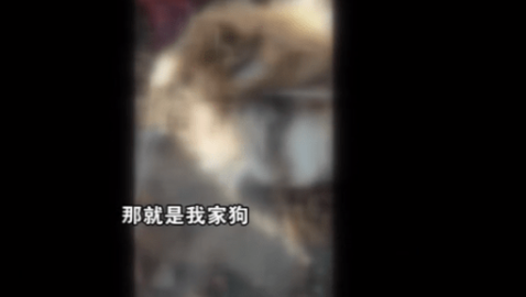 太残忍!金毛遭邻居虐杀,现场毛骨悚然…… 太残忍!金毛遭邻居虐杀,现场毛骨悚然……
