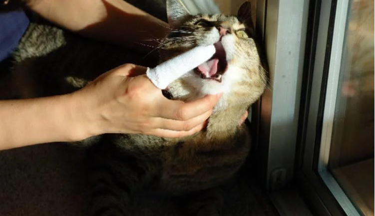“第一次给我家猫咪刷牙,我被它骂了一晚上” “第一次给我家猫咪刷牙,我被它骂了一晚上”