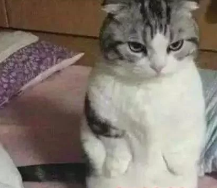 主人起床做饭，留下猫咪睡懒觉，看到猫咪醒来的样子主人瞬间感动哭了
