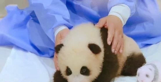 不是自家国宝不心疼百天大熊猫成韩国综艺道具，网友放开他！